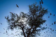 Jungfernkraniche  - Zum Vergroessern klicken!